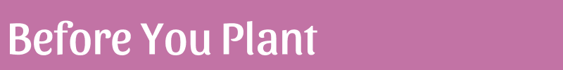Starting Summer Bulbs - Before You Plant